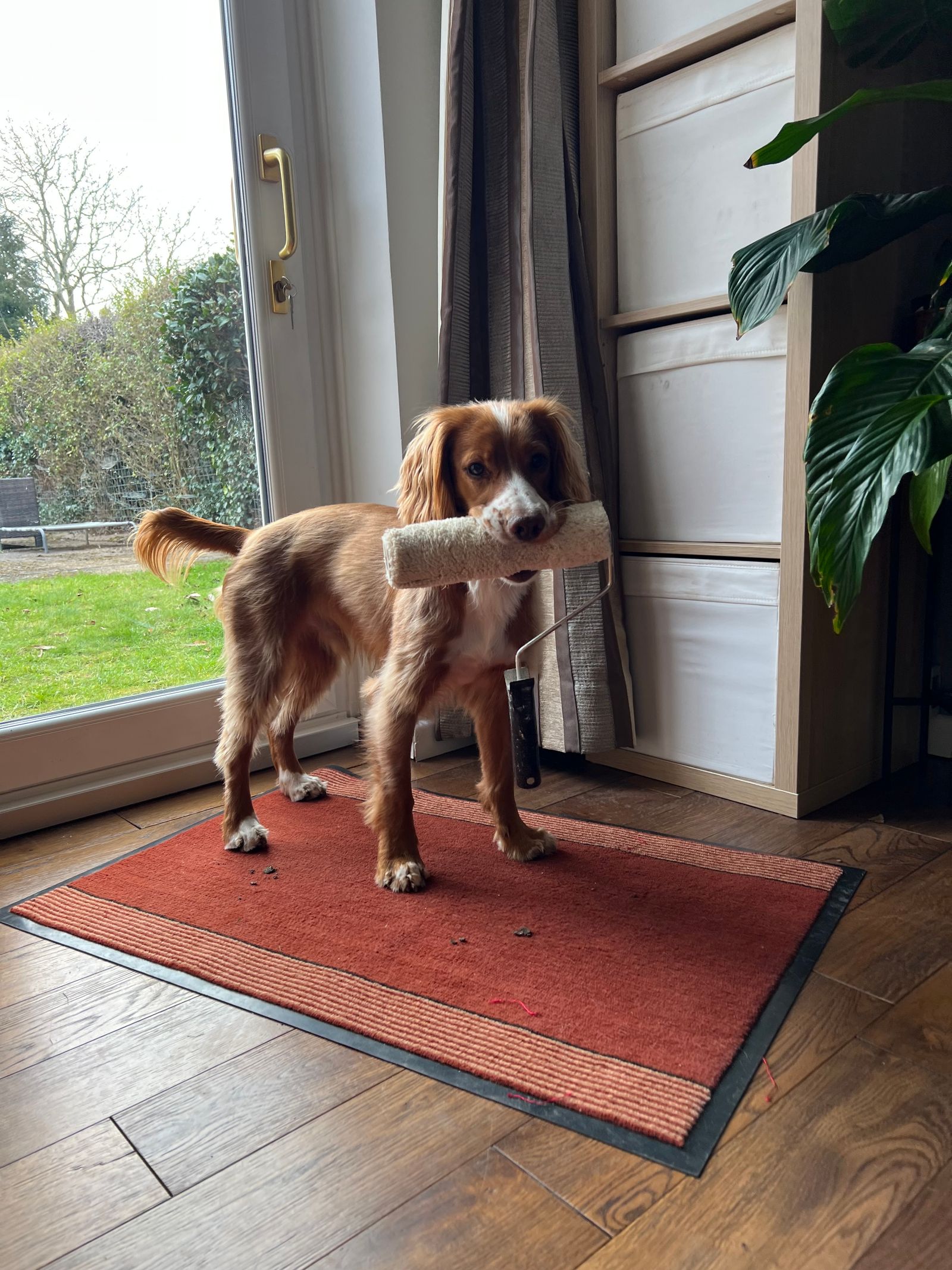 A guilty-looking Cocker Spaniel holding a stolen paint roller in his mouth.