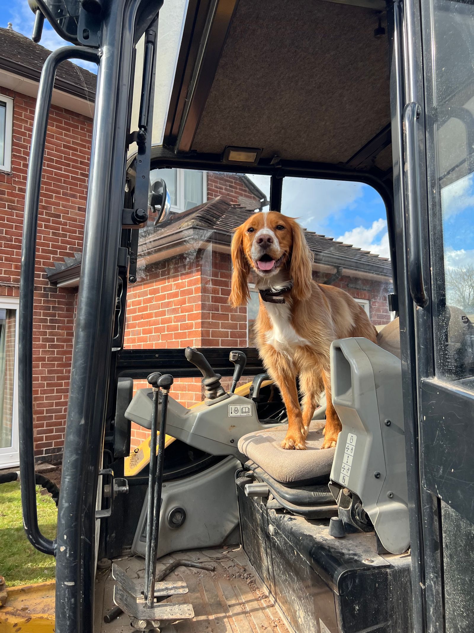 A Cocker Spaniel sitting in the driving seat of a CAT mini digger.