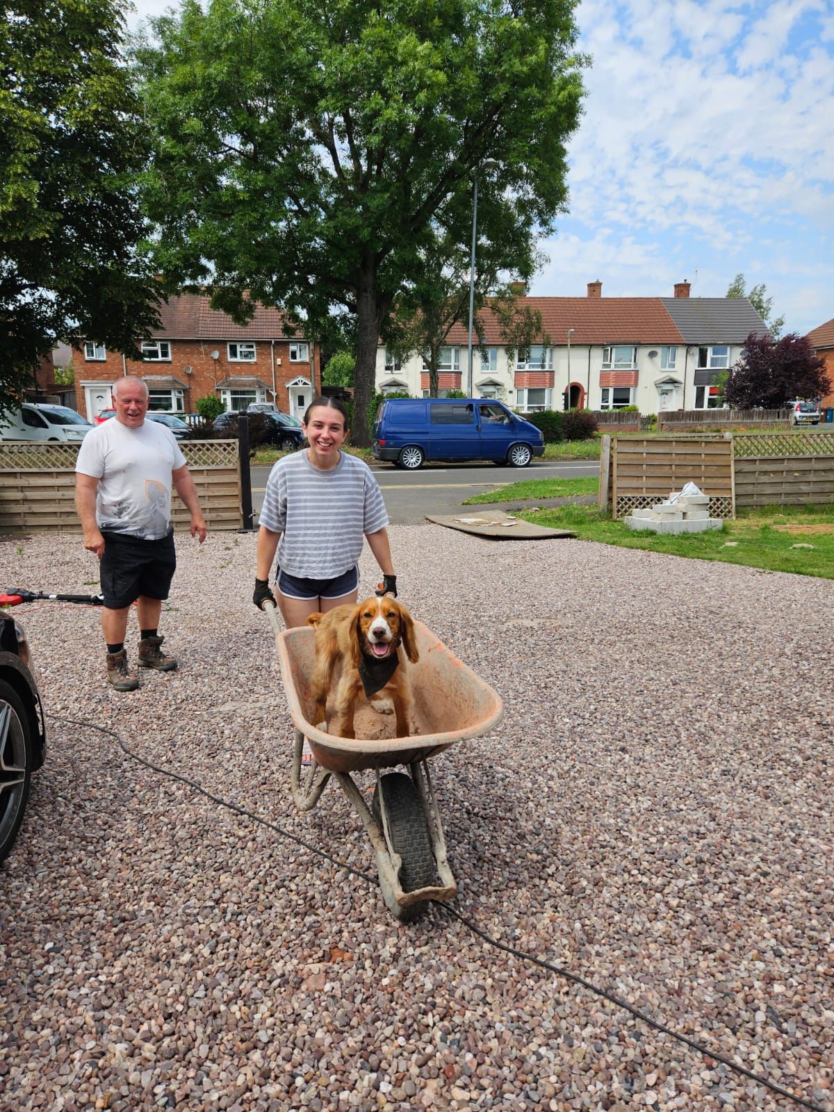 A cocker spaniel being pushed in a wheelbarrow by a lady, whilst a man looks on laughing.