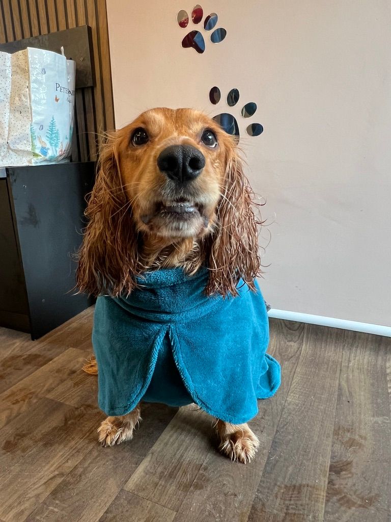 A Cocker Spaniel in a blue BooDoggo drying robe in the reception of a dog hydrotherapy centre.