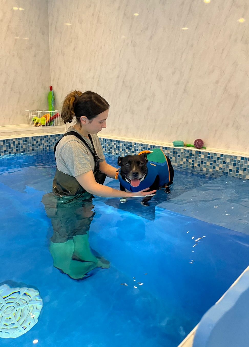 A Staffordshire Bull Terrier wearing a lifejacket in a dog hydrotherapy pool with a hydrotherapist.