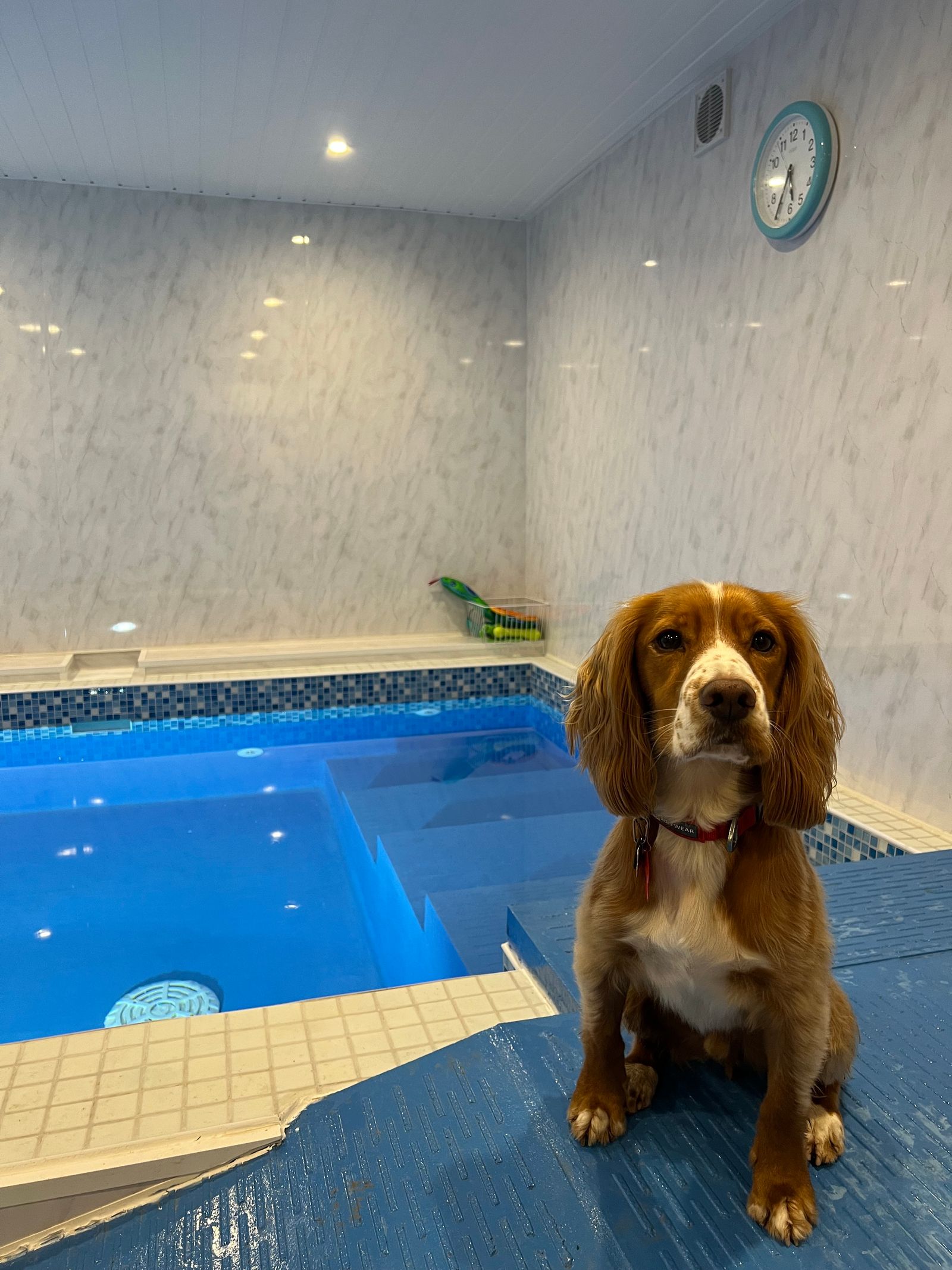 A Cocker Spaniel sitting on the edge of a dog hydrotherapy pool. 