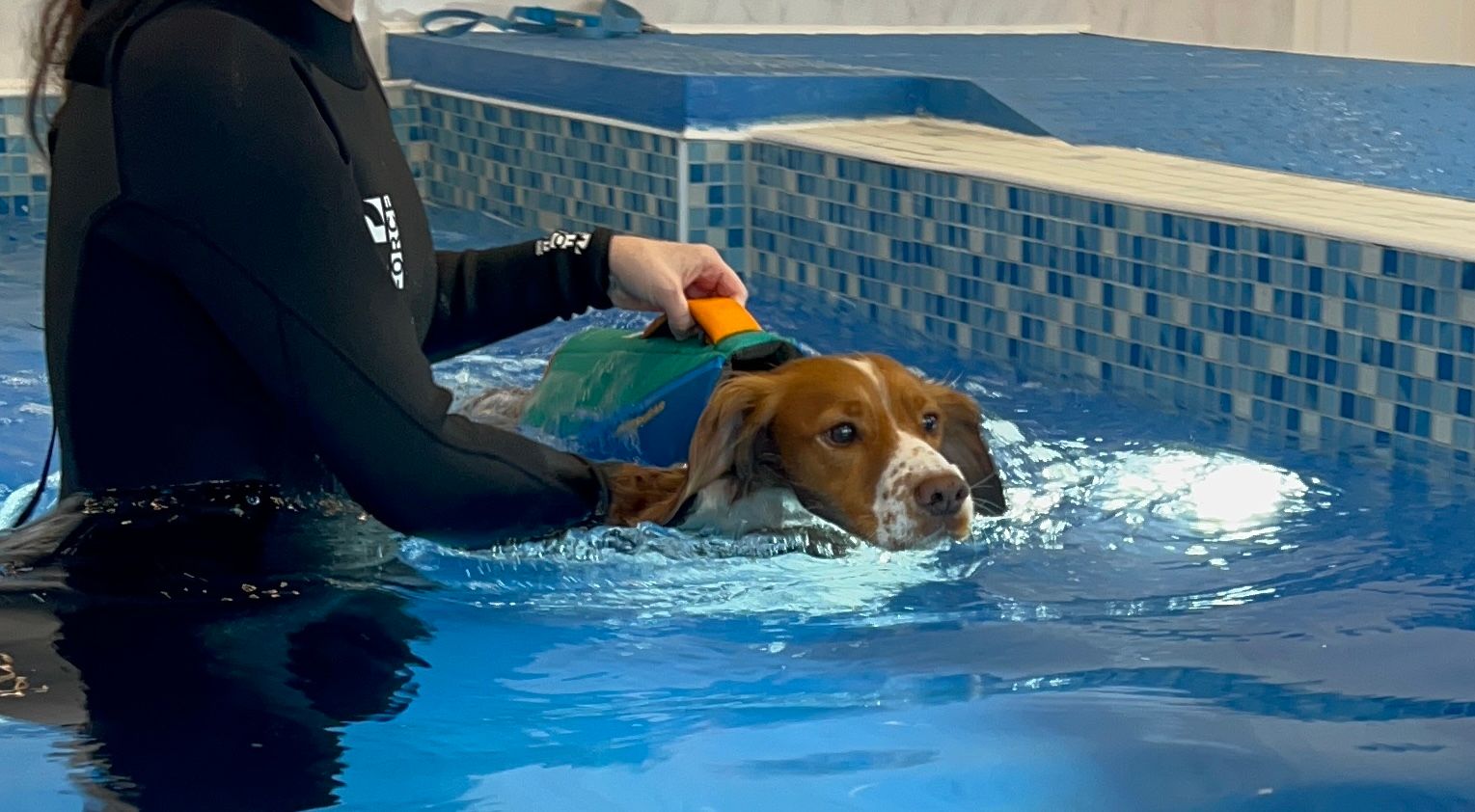 A Cocker Spaniel in a lifejacket, swimming in a dog hydrotherapy pool.