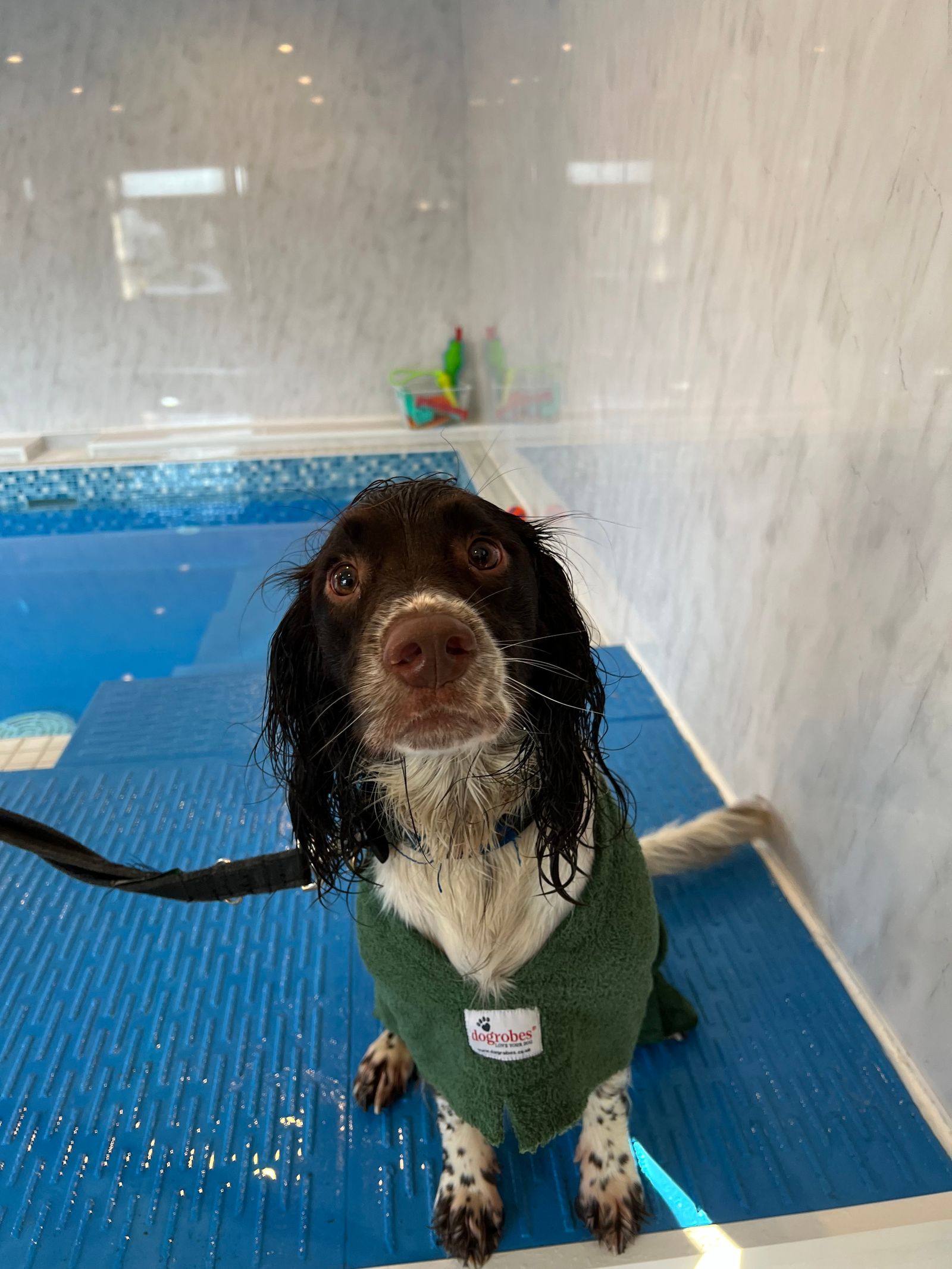 A Springer Spaniel wearing a dog drying robe, sitting on the edge of a dog hydrotherapy pool. 