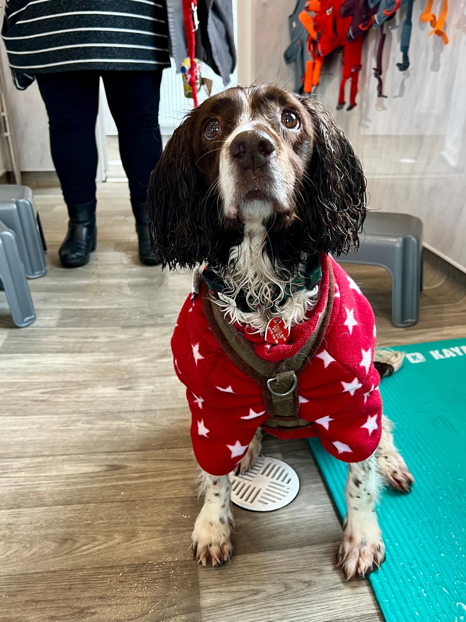 A Springer Spaniel wearing a dog drying robe, sitting in a showering area.