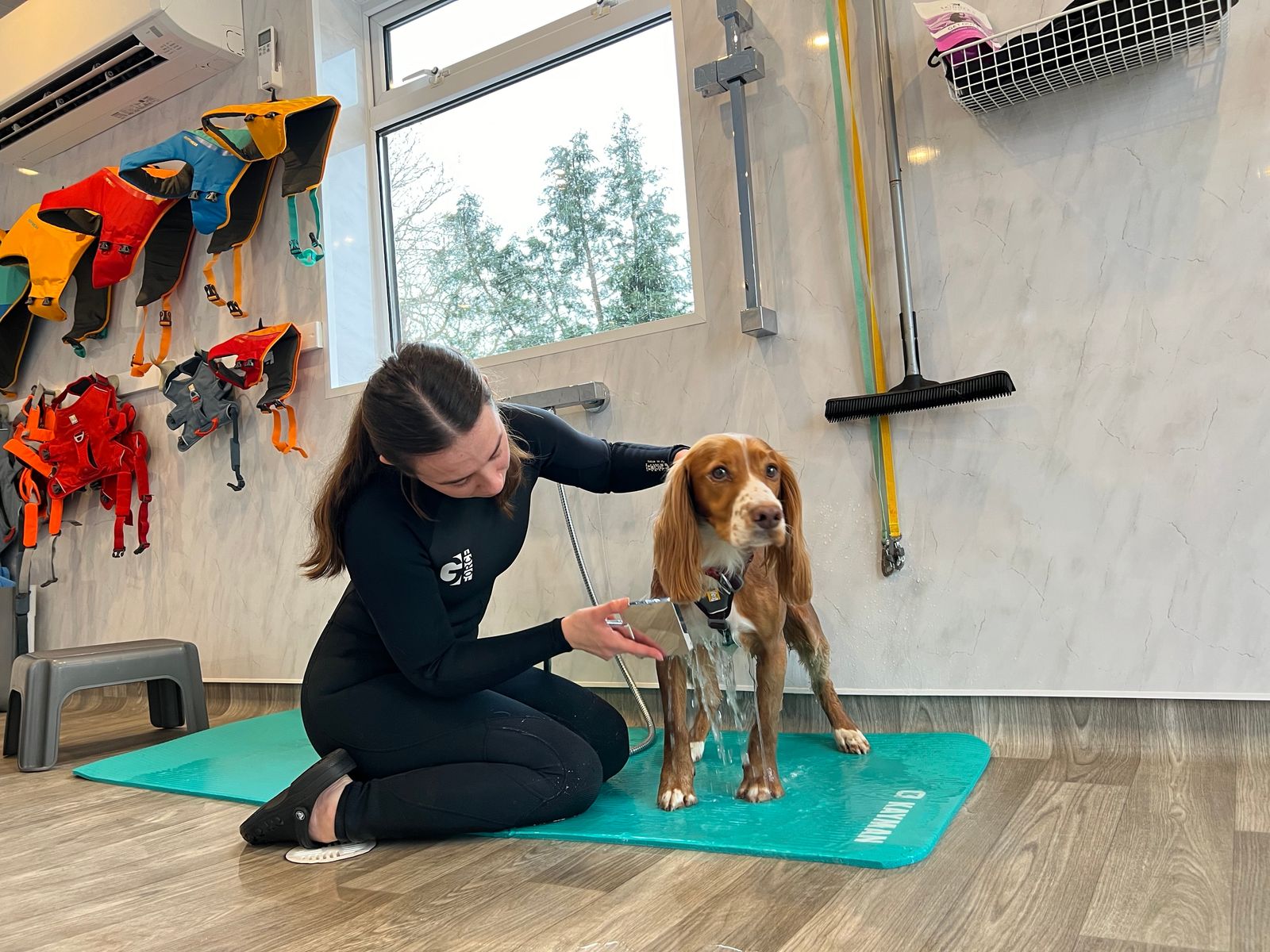 A Cocker Spaniel in a harness, being showered by a dog hydrotherapist.