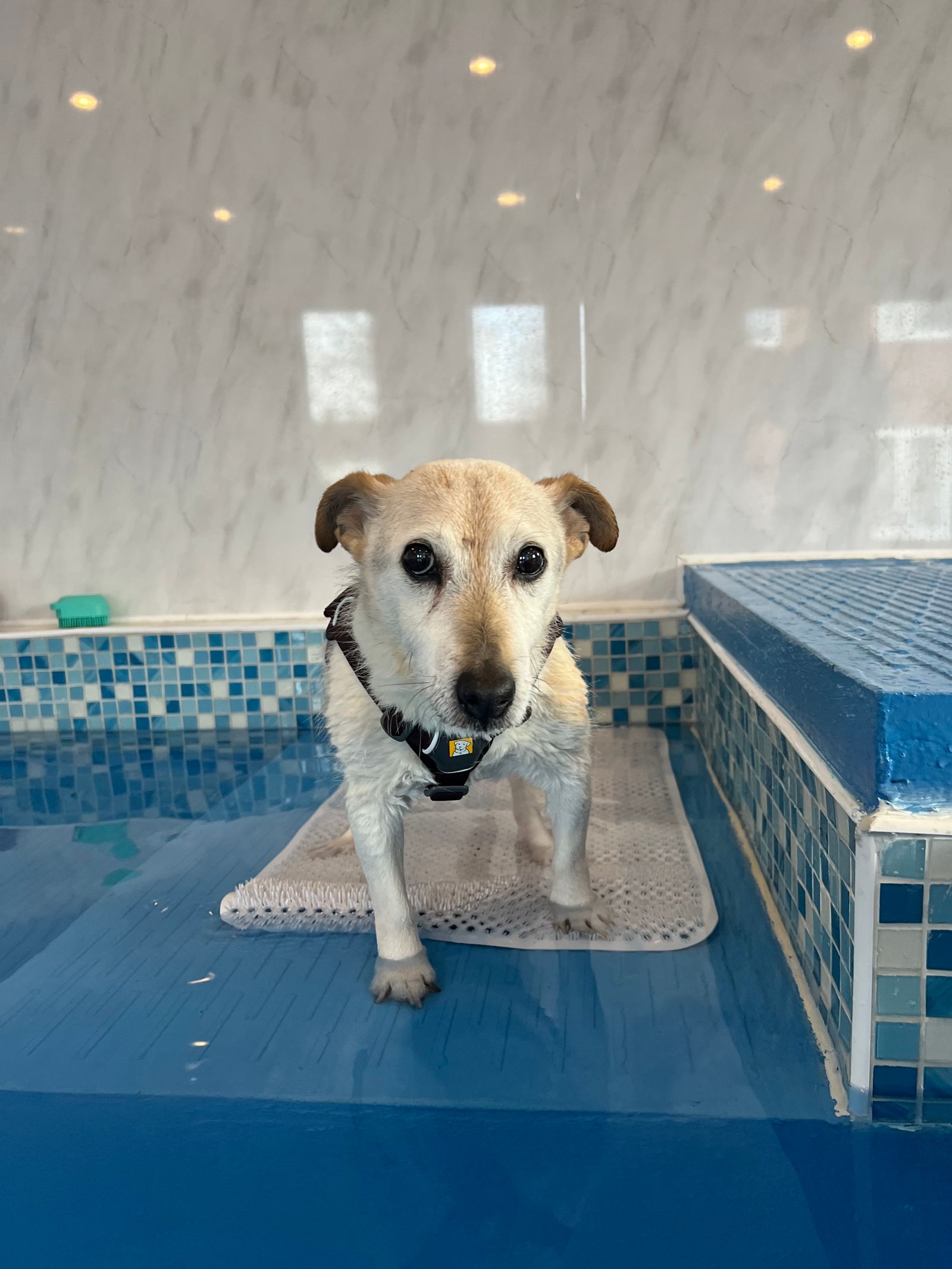 A Jack Russell Terrier in a harness in a dog hydrotherapy pool.