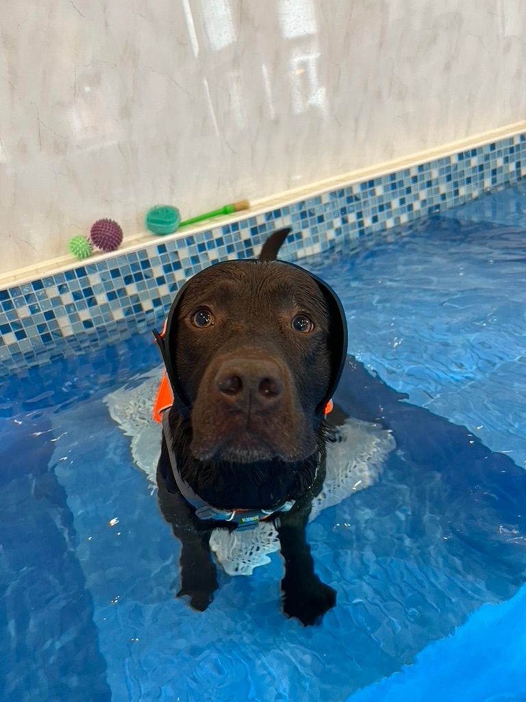 A Labrador Retriever in a harness and earwrap, standing in a dog hydrotherapy pool, looking up at the camera.