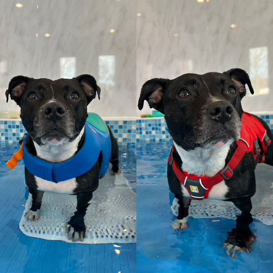 One Staffordshire Bull Terrier in a lifejacket and another in a harness standing in a dog hydrotherapy pool.