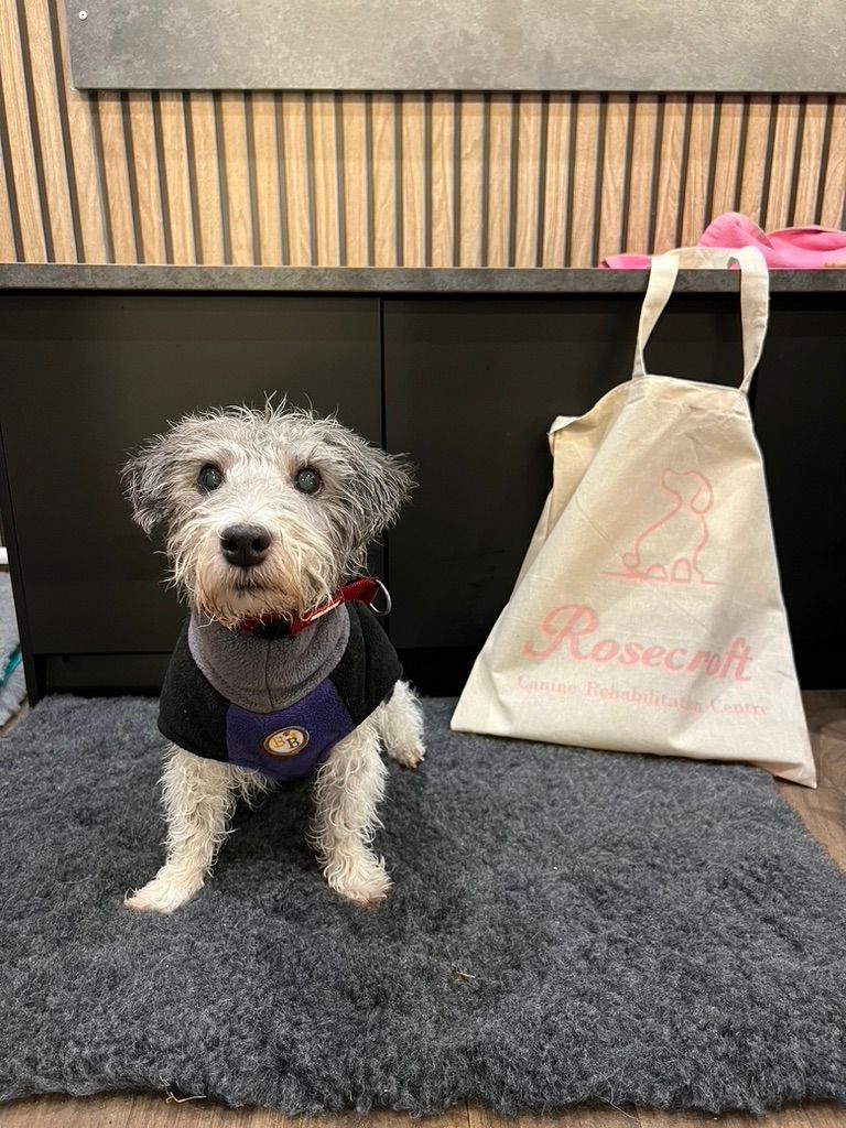 A Terrier Cross in a dog drying robe, sitting in the reception of a dog hydrotherapy centre.