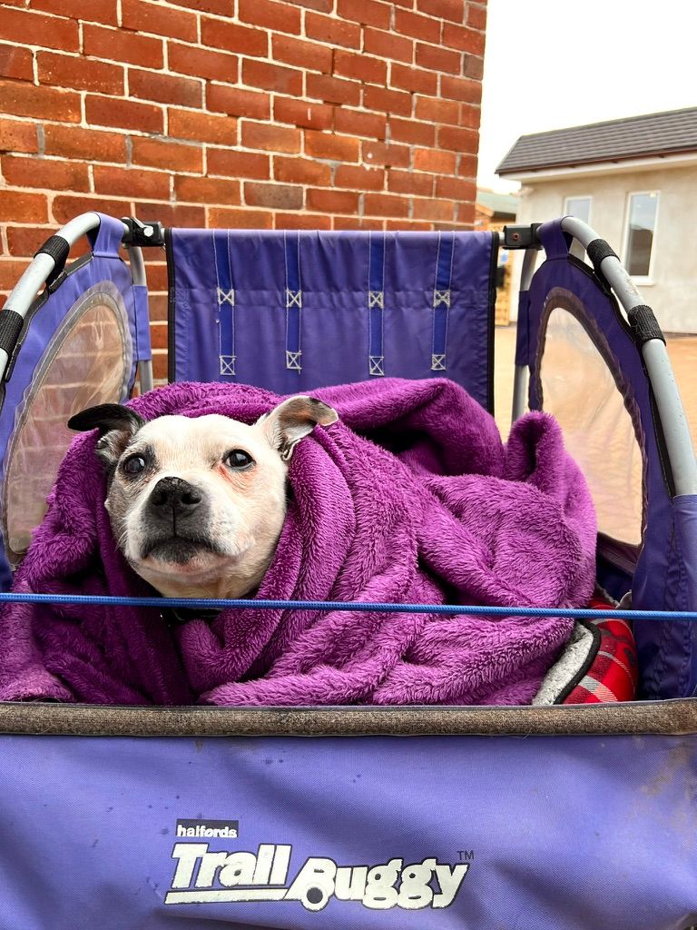 A Staffordshire Bull Terrier wrapped up in a purple towel in the back of a push bike trailer.