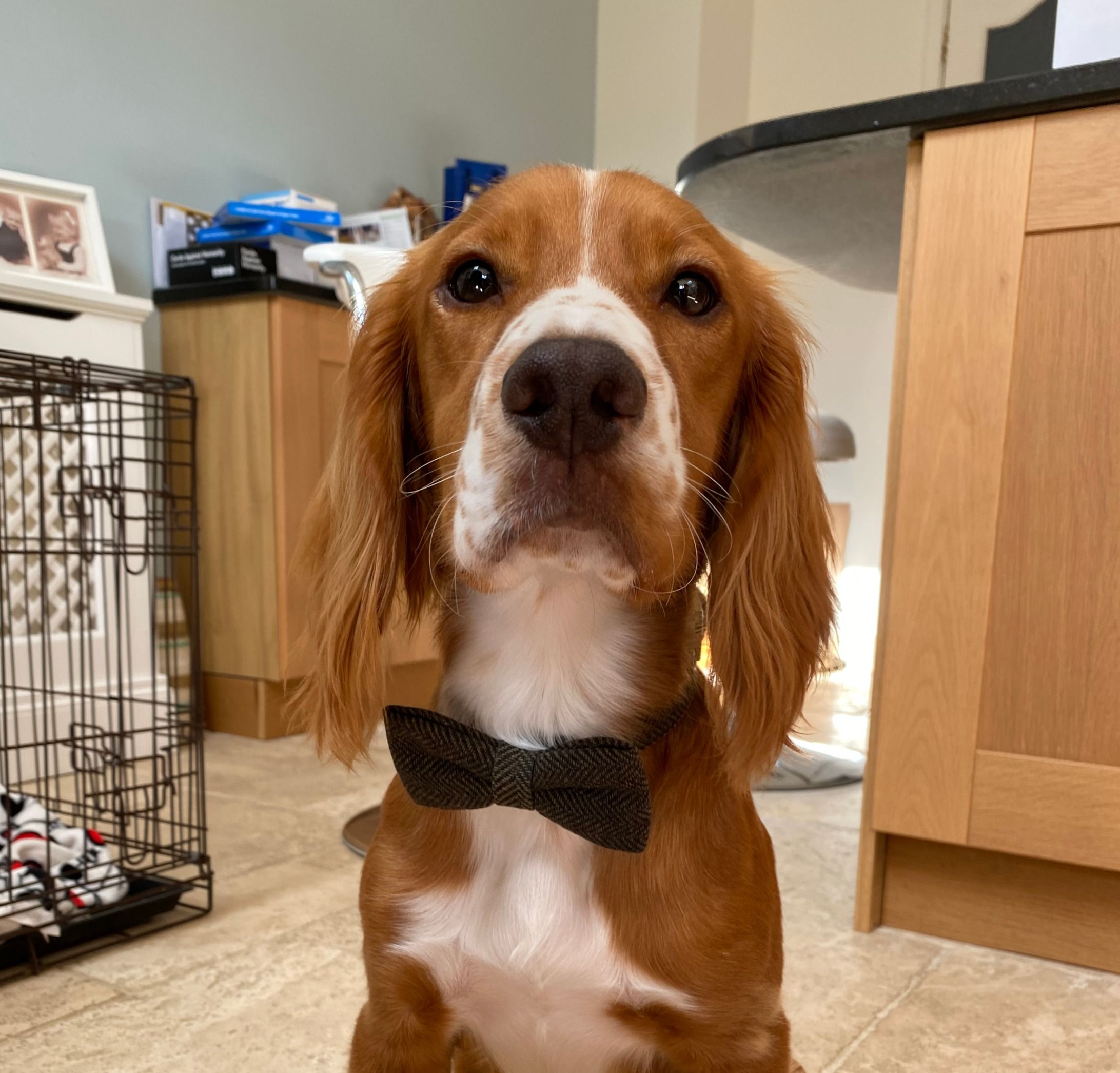 Casper is sitting facing the camera wearing a black bow tie