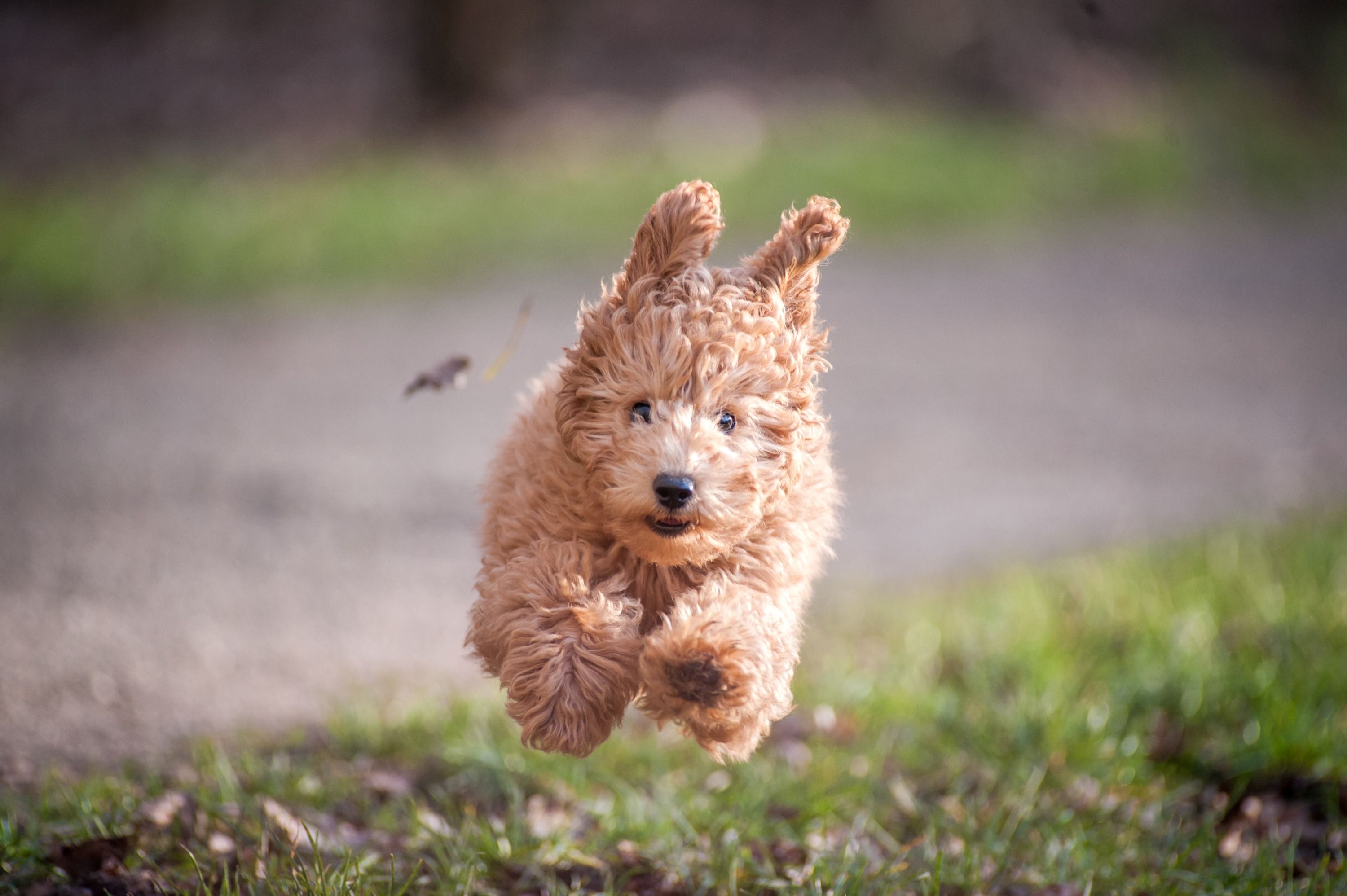 A small dog with golden curly hair jumping over grass with all four legs in the air