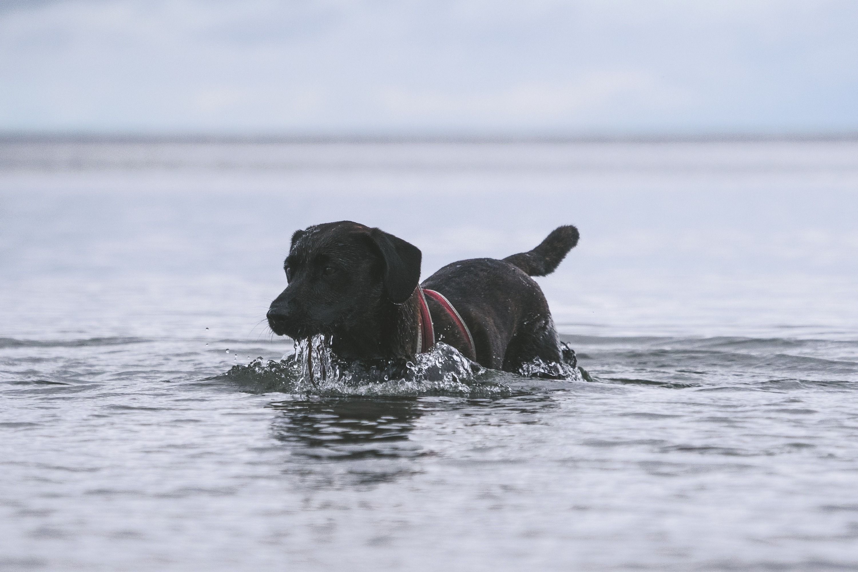 A black dog wearing a red harness splashing in water whilst looking just away from the camera