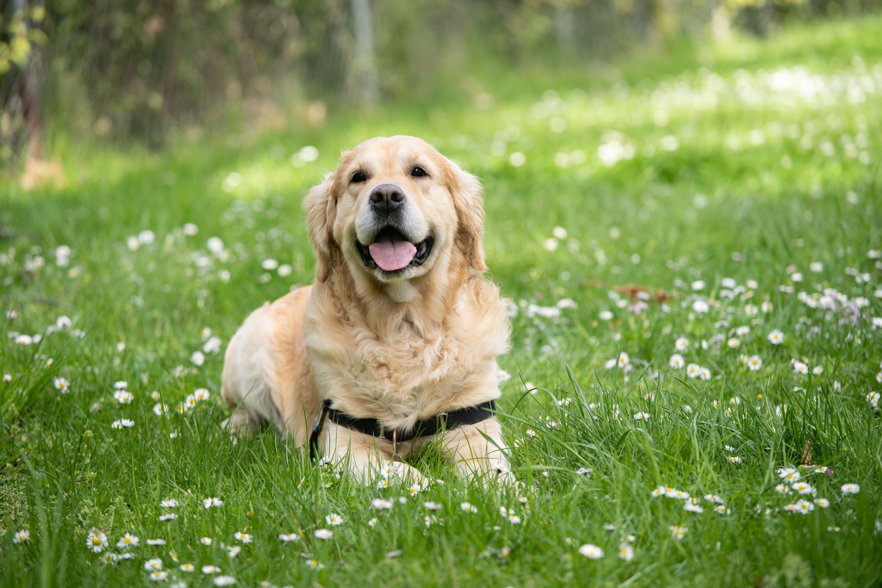 A happy looking golden retriever lying on some grass covered in daisies 