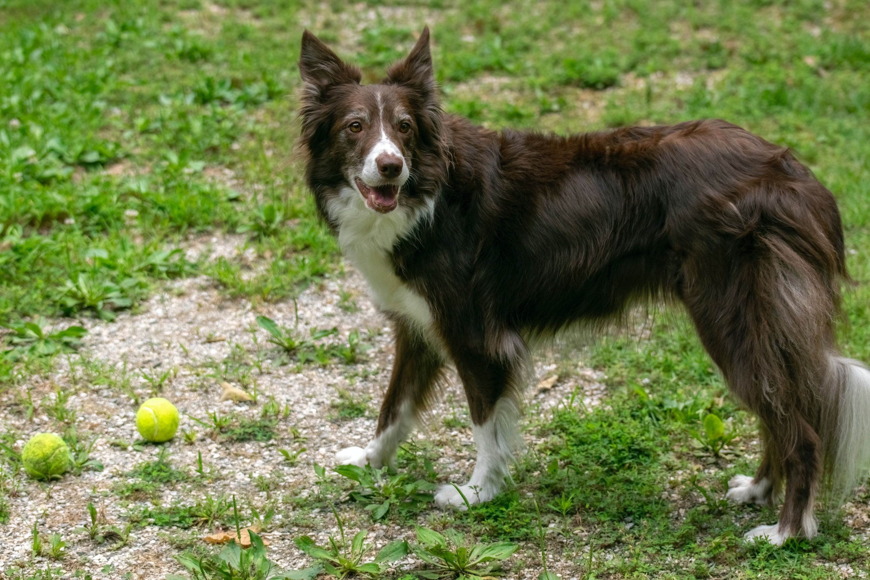 A reddish brown border collie stood on grass sideways to the camera in-front of two tennis balls