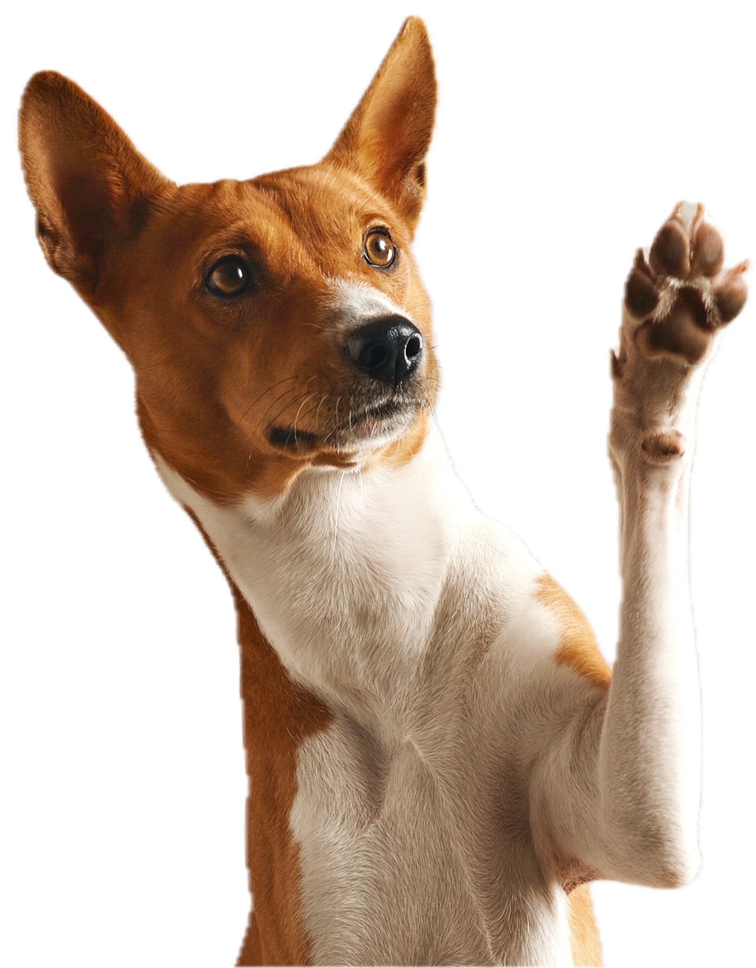 A dog waving it's paw