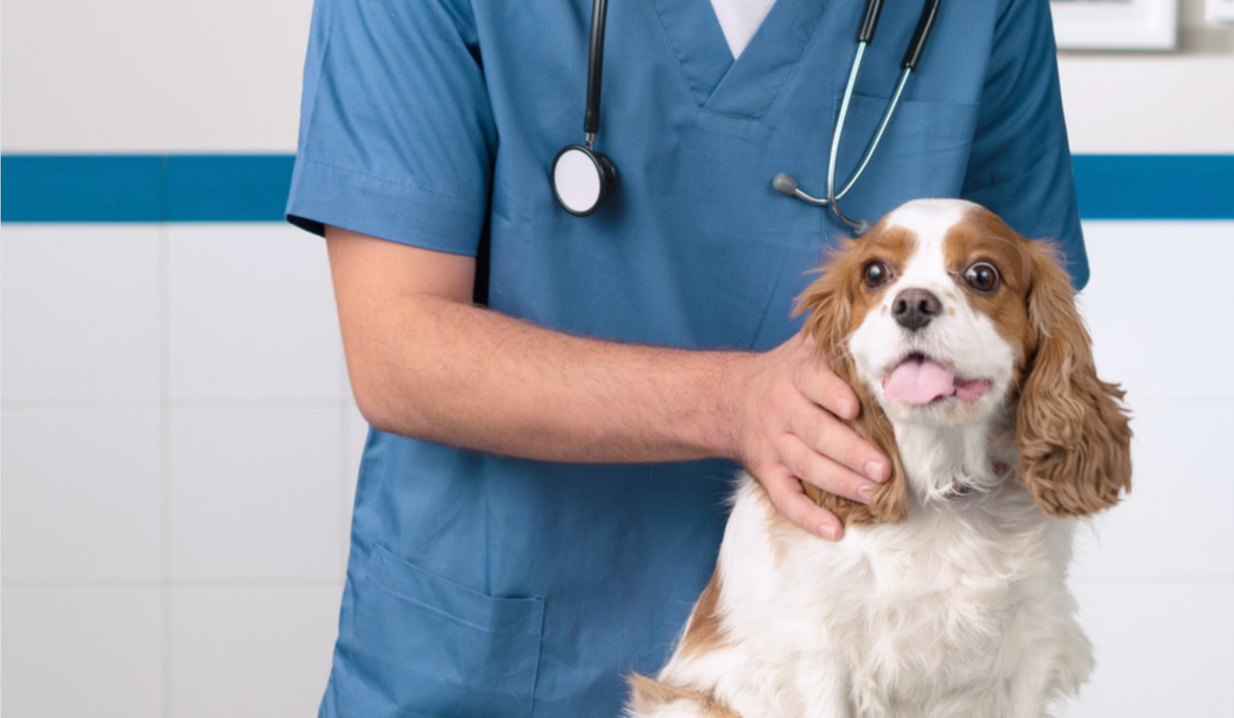 A small gold and white dog sat infront of a human wearing blue scrubs and a stethoscope, the dog has its tongue out